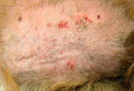 Contact-Dermatitis