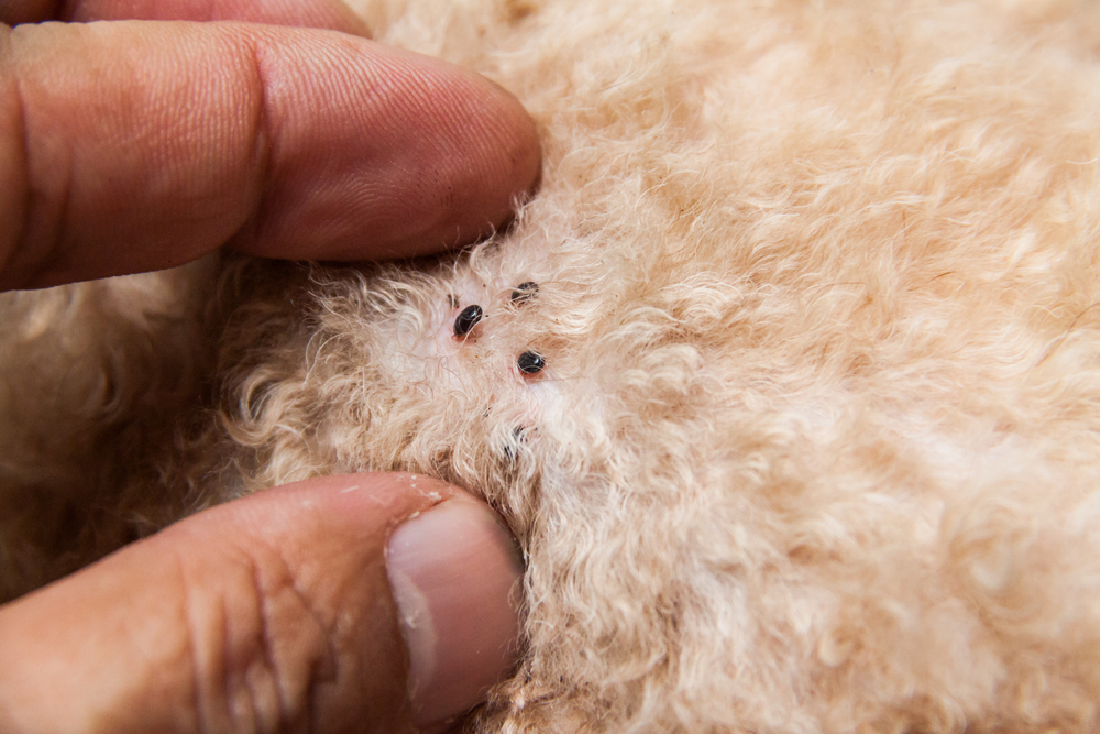 Flea-Infestations-and-Mites
