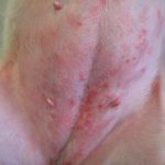 dog-rash-on-belly
