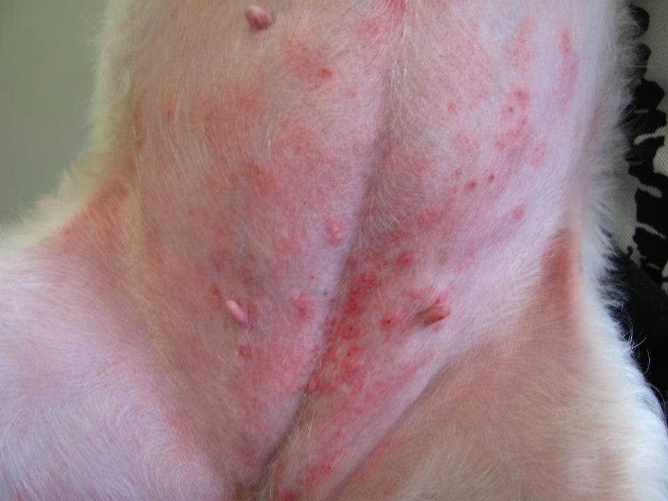 dog-rash-on-belly