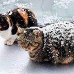 how-to-keep-outdoor-cats-warm-in-winter