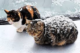 how-to-keep-outdoor-cats-warm-in-winter