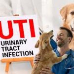 how-to-treat-dog-UTI-at-home
