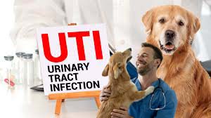 how-to-treat-dog-UTI-at-home